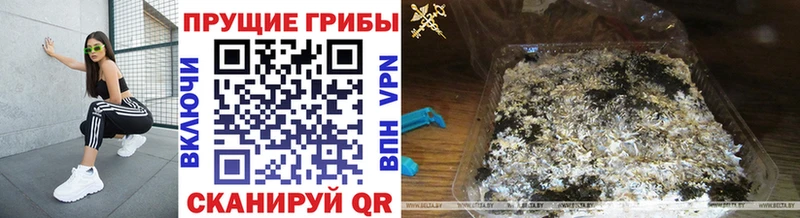 blacksprut ссылка  Казань  Галлюциногенные грибы Psilocybine cubensis 